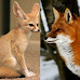 Pet Foxes are Currently Legal in 16 States